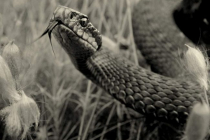 Mieszkańcy regionu kirova przeszli inwazję żmii Mieszkańcy regionu kirova przeszli inwazję żmii